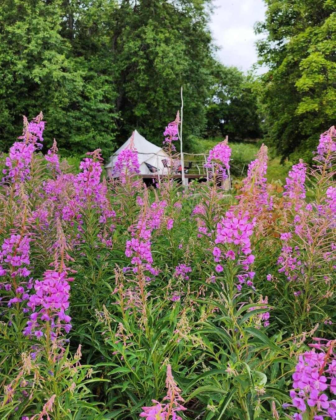 Mereaeaere Glamping Ja Rannamaja Liimala Exterior photo